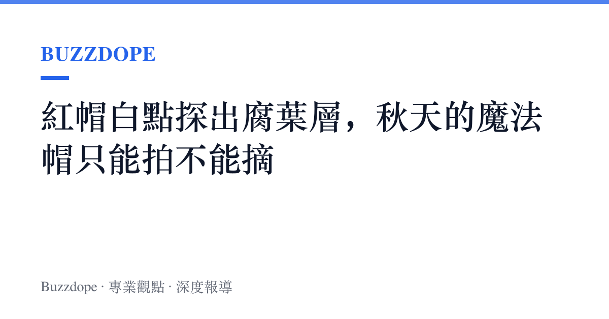 紅帽白點探出腐葉層，秋天的魔法帽只能拍不能摘