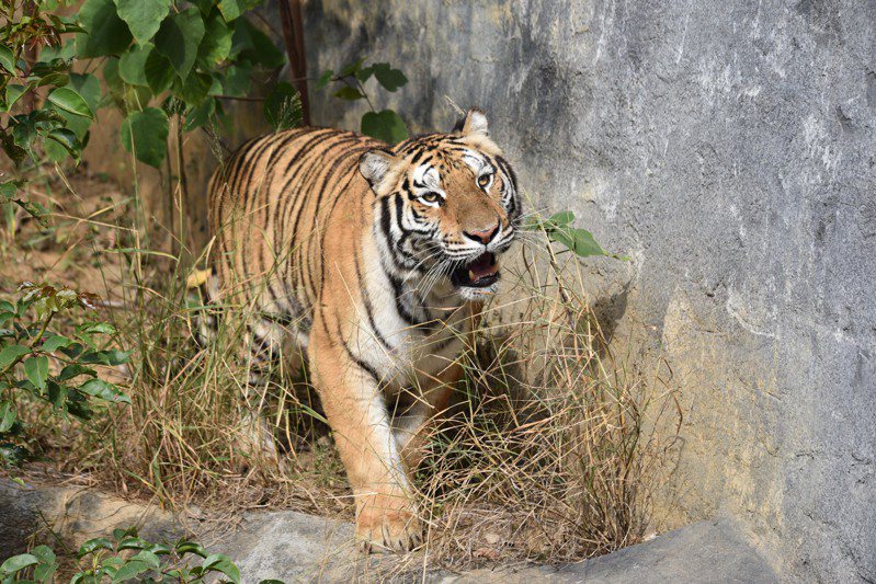 新竹市立動物園向六福村動物園接洽借展一隻孟加拉虎，昨天和大小朋友見面。圖／新竹市政府提供