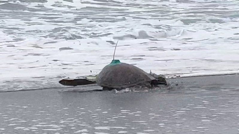 屏東國立海洋生物博物館攜手台東縣政府，昨野放1隻去年被漁民誤捕的綠蠵龜。記者尤聰光／攝影