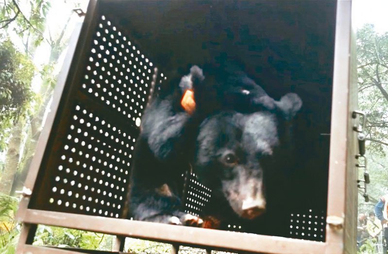 台灣黑熊Lanihu（拉尼琥）去年八月底在台東山區誤觸套索受傷，經族人發現獲救脫困，昨天在族人陪同下野放，回歸山林。圖／林業及自然保育署台東分署提供