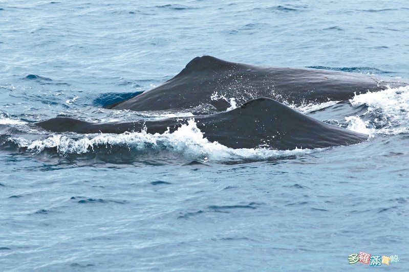 花蓮福爾摩沙協會前天出海，在清水斷崖附近海域驚喜發現9頭大型抹香鯨。圖／多羅滿賞鯨提供