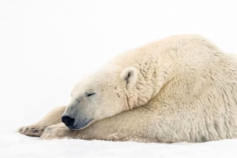 2021年加拿大哈德遜灣的一隻北極熊。（路透社）