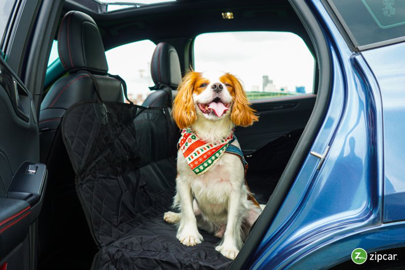 指定車款隨車配置寵物專用車墊，高品質防潑水布料易於清潔，隨時保持舒適與整潔。 圖／Zipcar提供