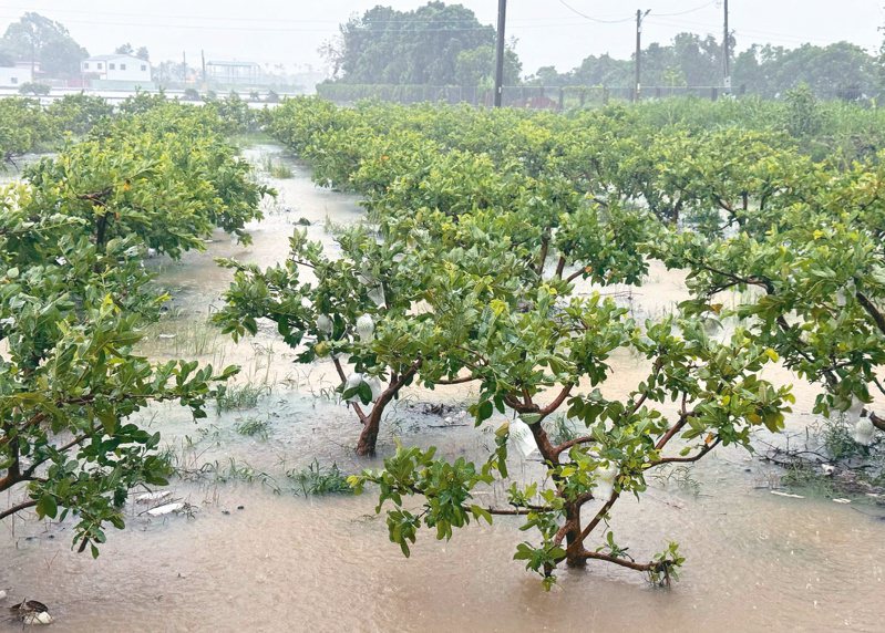台南市溪北地區淹水嚴重，鹽水、學甲、後壁及白河一帶不少農作物泡湯，損失慘重。記者許正宏／攝影