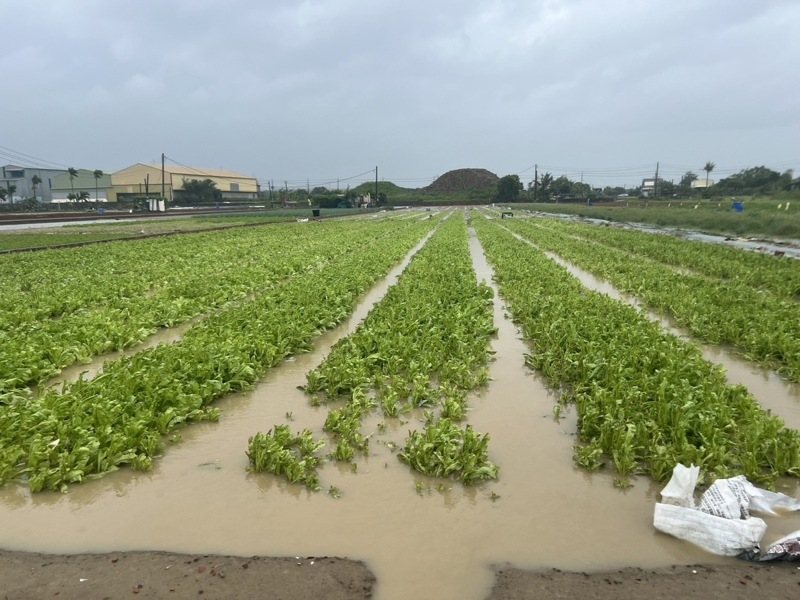 颱風凱米對農業產區降下大雨帶來的影響還沒完，農糧署官網顯示，台北果菜批發市場整體蔬菜的交易均價，8月已有3個開市日攀上每公斤50元以上高價。圖／高雄市農業局提供