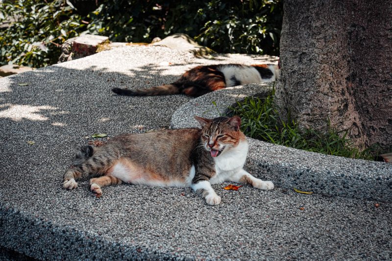 猴硐貓村的貓相當親人，可以看到許多貓咪就隨意地在路上歇息。 記者趙駿宏／攝影