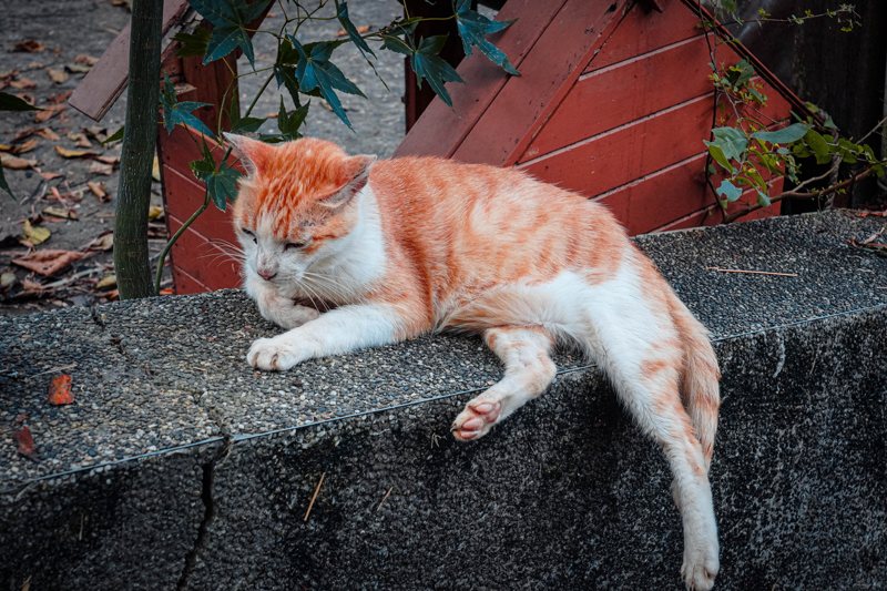 猴硐貓村的貓相當親人，可以看到許多貓咪就隨意地在路上歇息。 記者趙駿宏／攝影