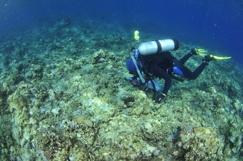 由國海院組成的研究團隊在國境最南端的南沙太平島海域進行隱蔽性魚種調查，成功發現新種鰕虎科魚類，並以發現地命名「太平島紡錘鰕虎」 （Fusigobius taipinensis）。（國海院提供）中央社記者洪學廣傳真  113年10月9日