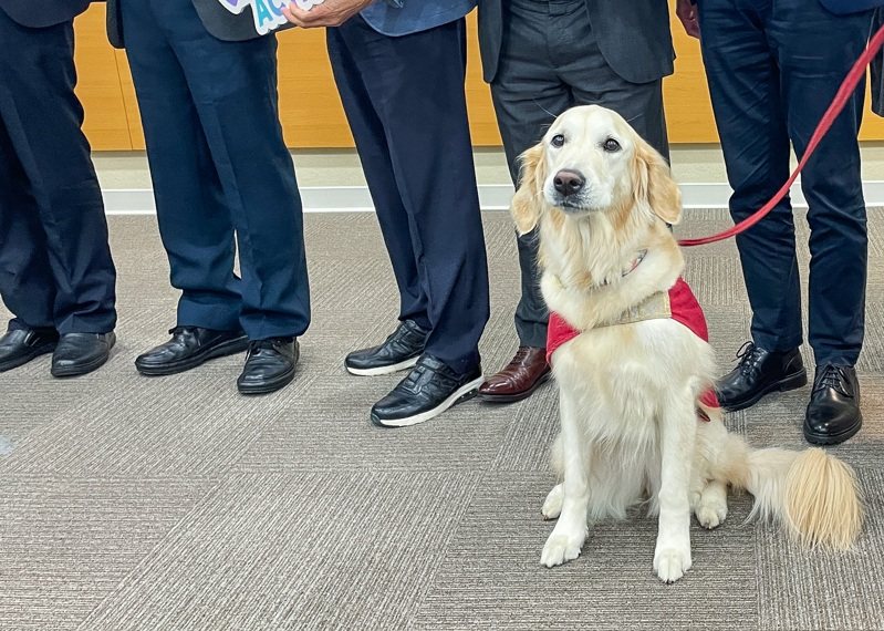 導盲犬是視障者重要的夥伴。記者賴昀岫／攝影