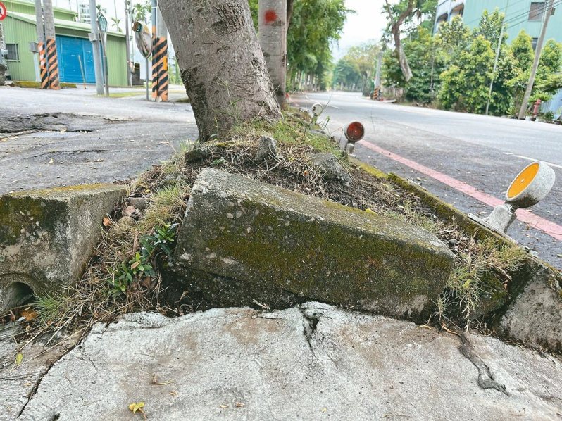 集集車站前因小葉欖仁的浮根問題，影響交通安全。（圖／本報資料照片）