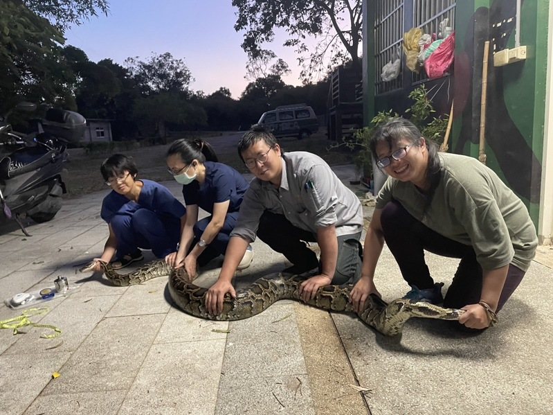 金沙鎮中蘭抓到一尾身長3.5公尺、重達26公斤的大蟒蛇，金門縣野生動物救援暨保育協會出動多人將蛇固定，好丈量身形，他們說，這隻蟒蛇是他們設站3年多以來，抓到最大隻的。圖／民眾提供