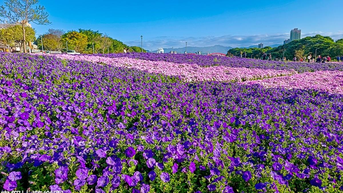 2025台北花季地圖！８條捷運賞花路線一次看，台北一日遊這樣玩