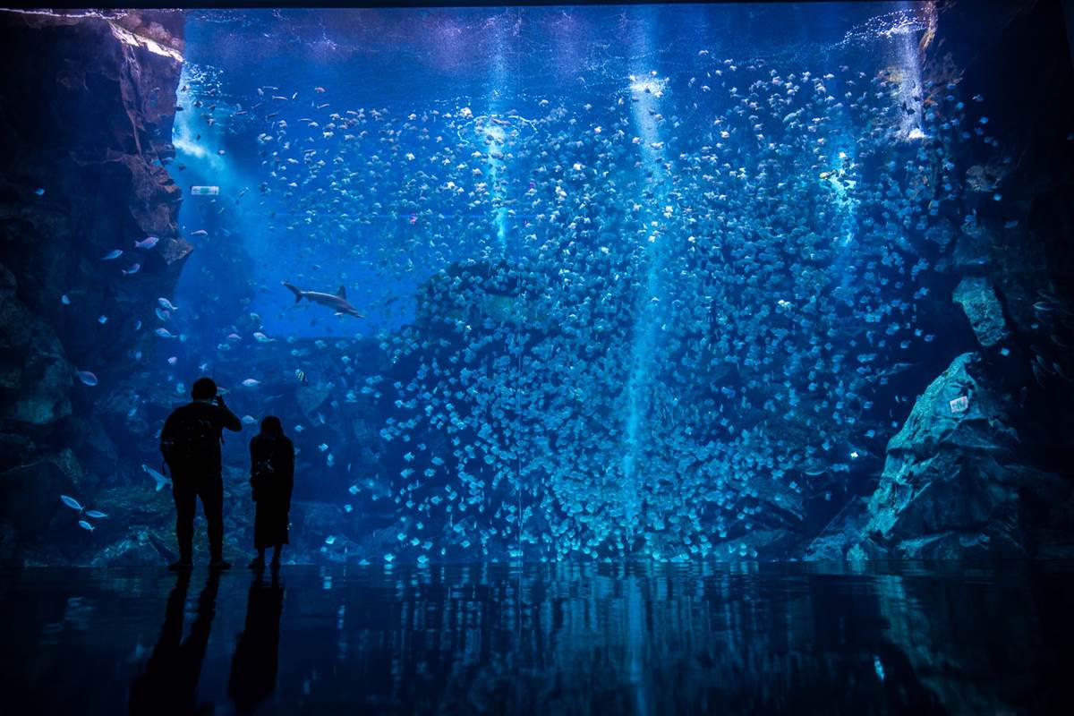 夜訪水族館美炸了！Xpark星光場「這天」開跑，入夜搶拍巨型水槽、門票８折