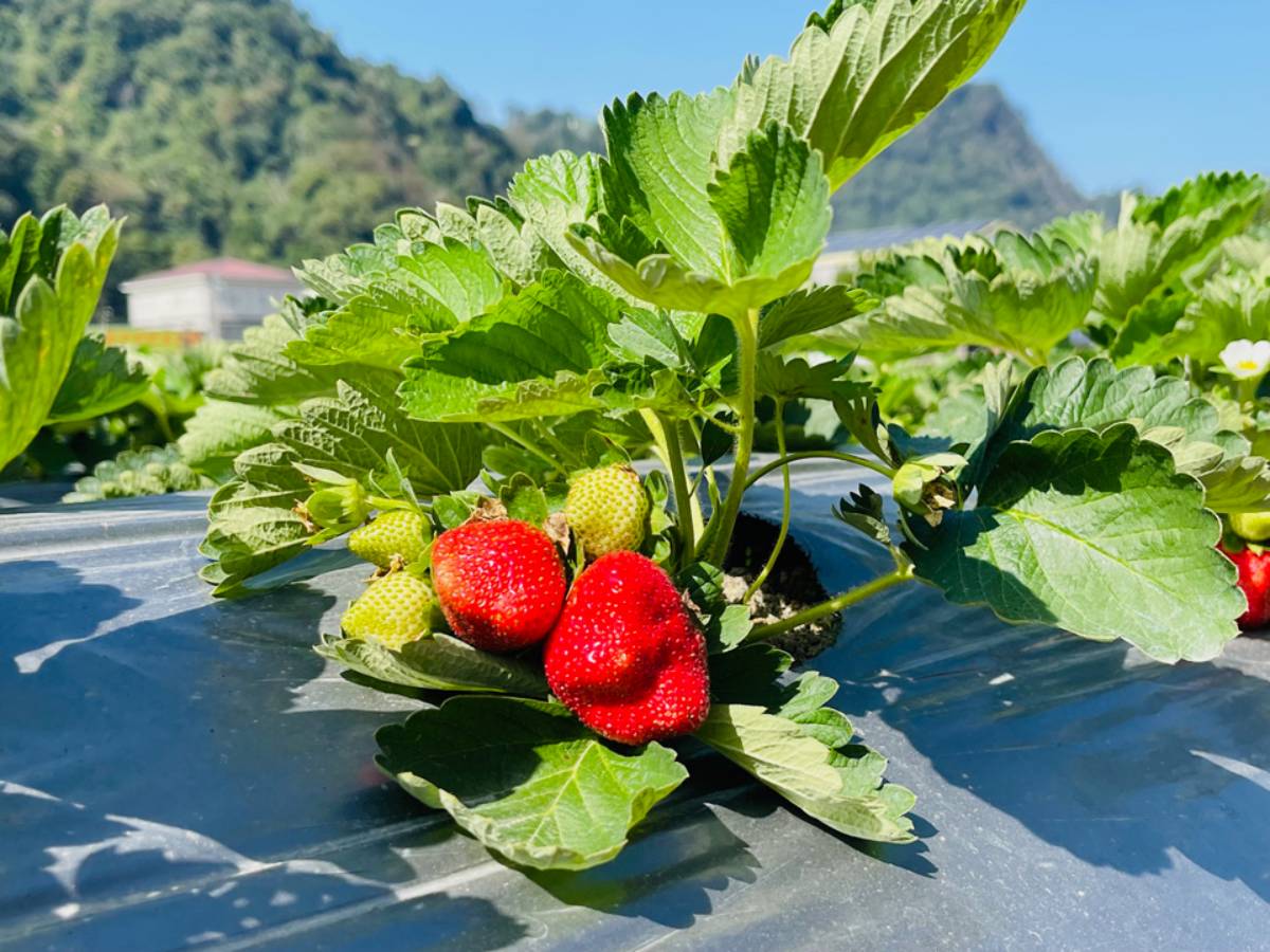 免費入園任你採！苗栗大湖５家好評草莓園：稀有白草莓、自採價格、品種介紹