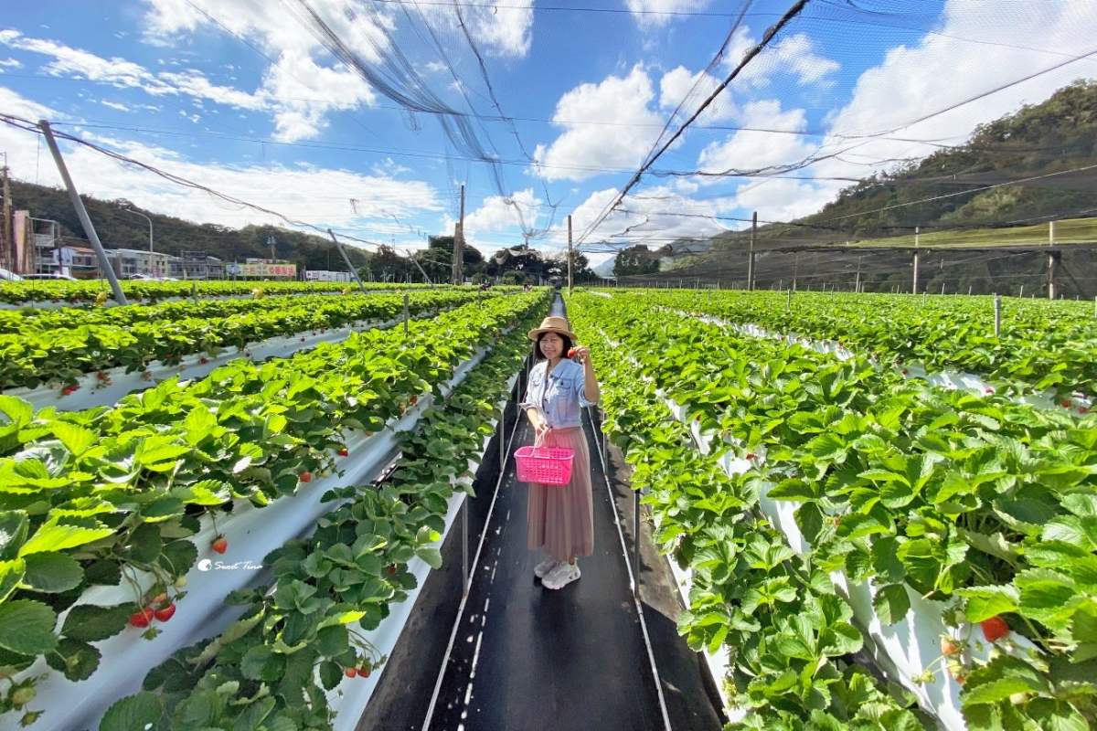 免費入園任你採！苗栗大湖５家好評草莓園：稀有白草莓、自採價格、品種介紹