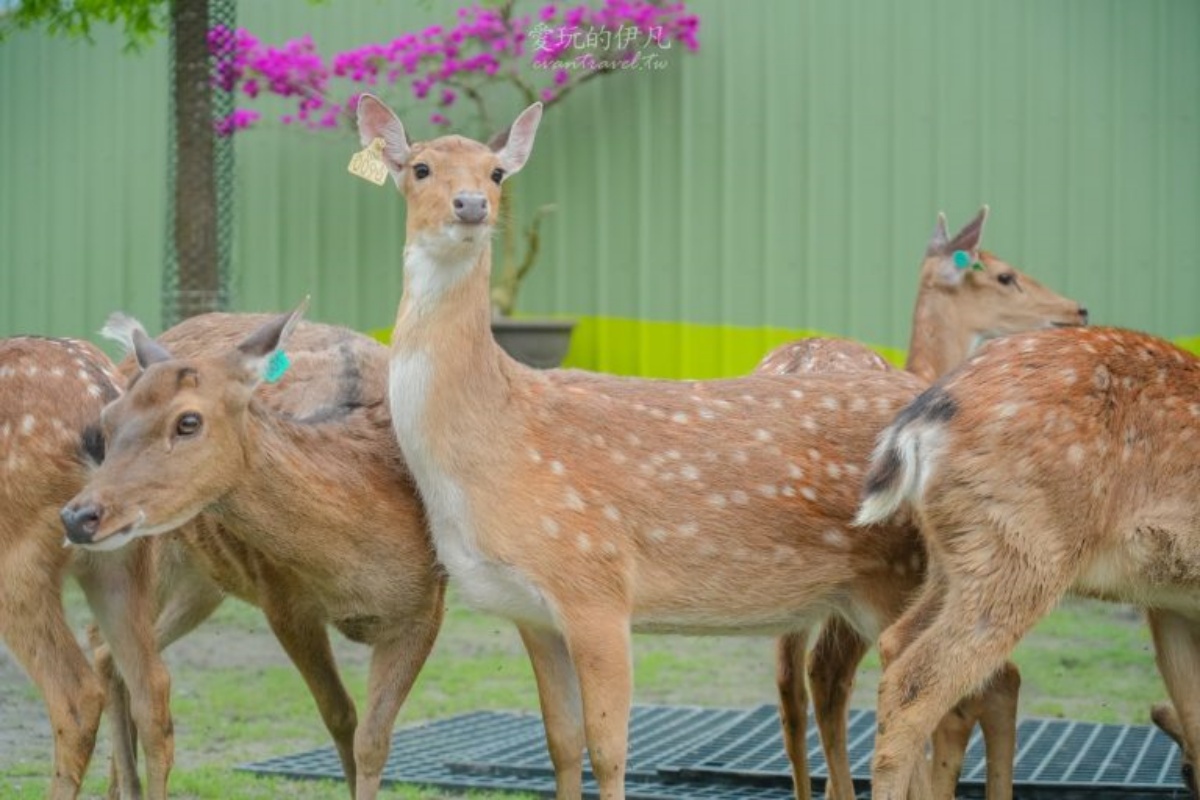 宜蘭農場推薦Top17：最新親子農場、餵食樹懶、全台首創袋鼠互動區