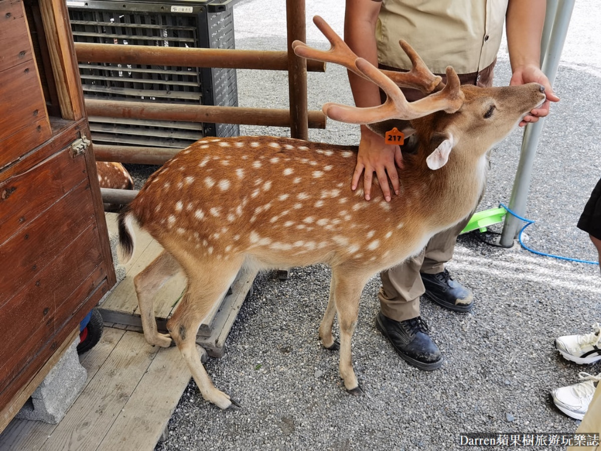 宜蘭農場推薦Top17：最新親子農場、餵食樹懶、全台首創袋鼠互動區