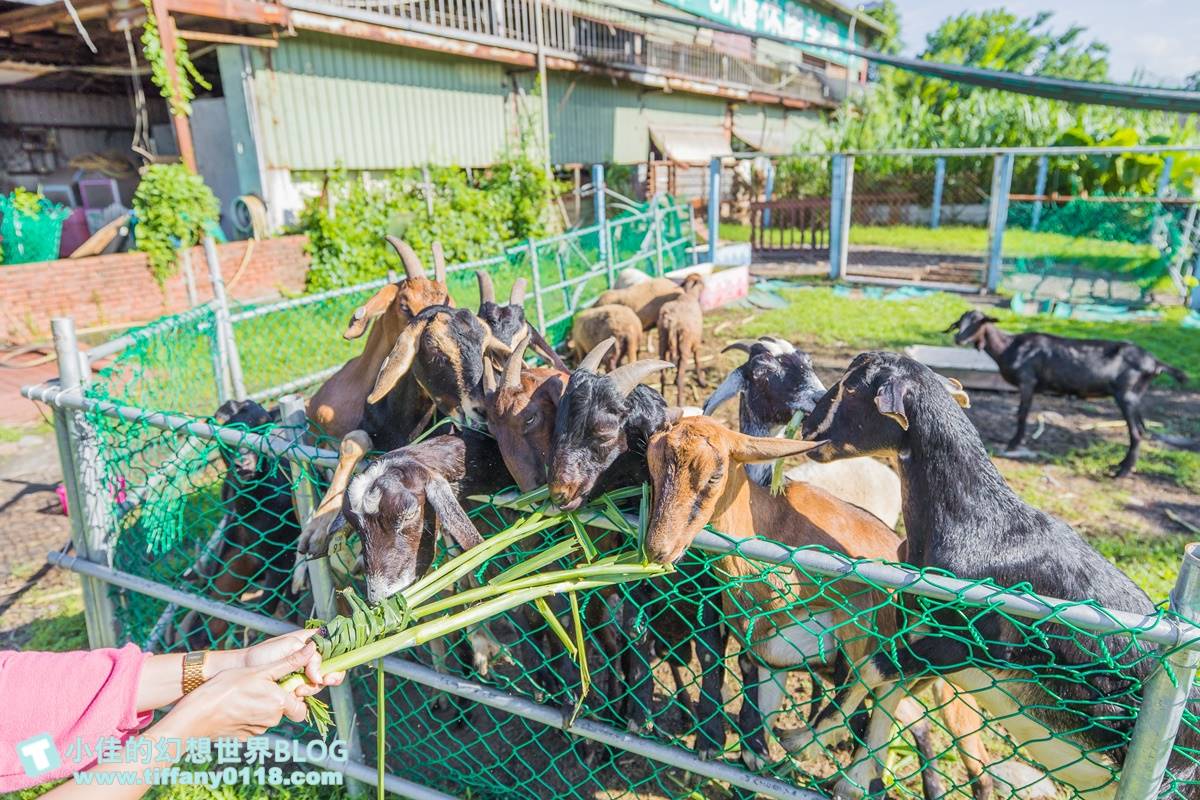 宜蘭農場推薦Top17：最新親子農場、餵食樹懶、全台首創袋鼠互動區