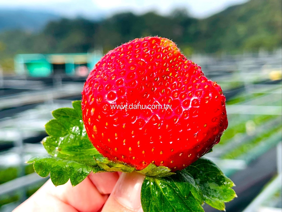 免費入園任你採！苗栗大湖５家好評草莓園：稀有白草莓、自採價格、品種介紹