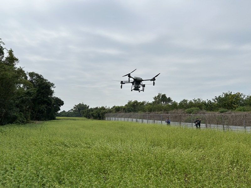 無人機助攻！節水、省工、友善環境 農糧署全台推廣蕎麥田已逾千公頃