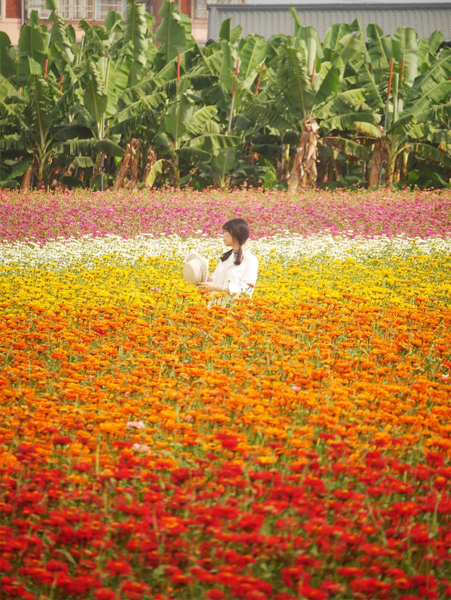 高雄走春賞花去！「2025美濃花海節」浪漫開跑，最佳賞花期、４大花海搶先看