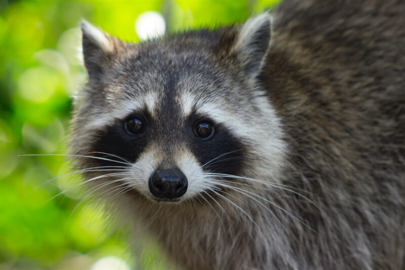 農業部：家養寵物擬分級管理 兼顧公安及動物福利