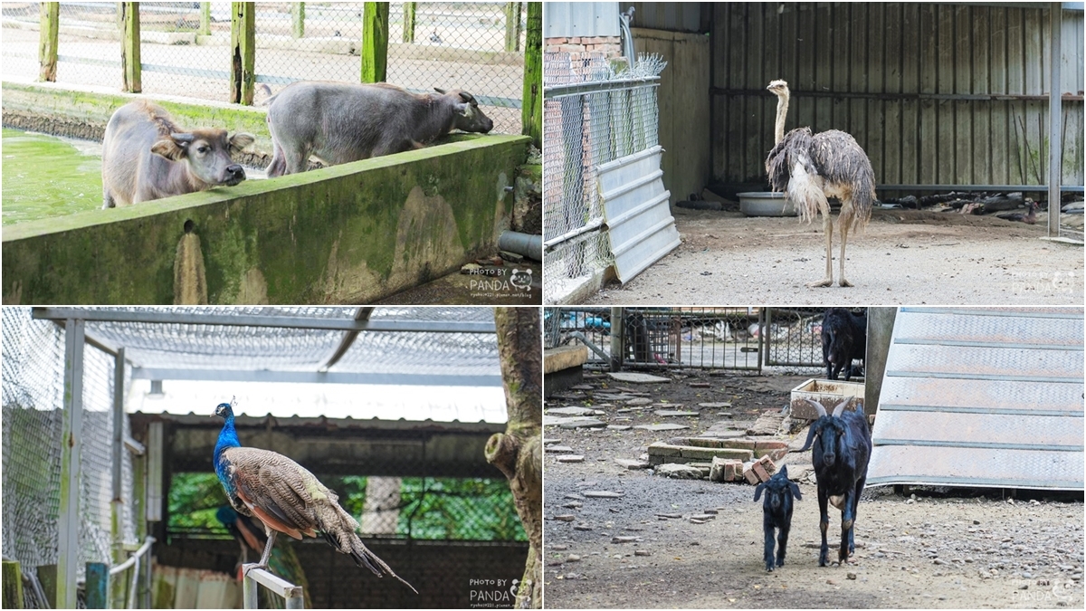 每人330元烤肉＋火鍋吃到飽！衝苗栗最強「免門票農場」爽嗑窯烤雞、玩水消暑