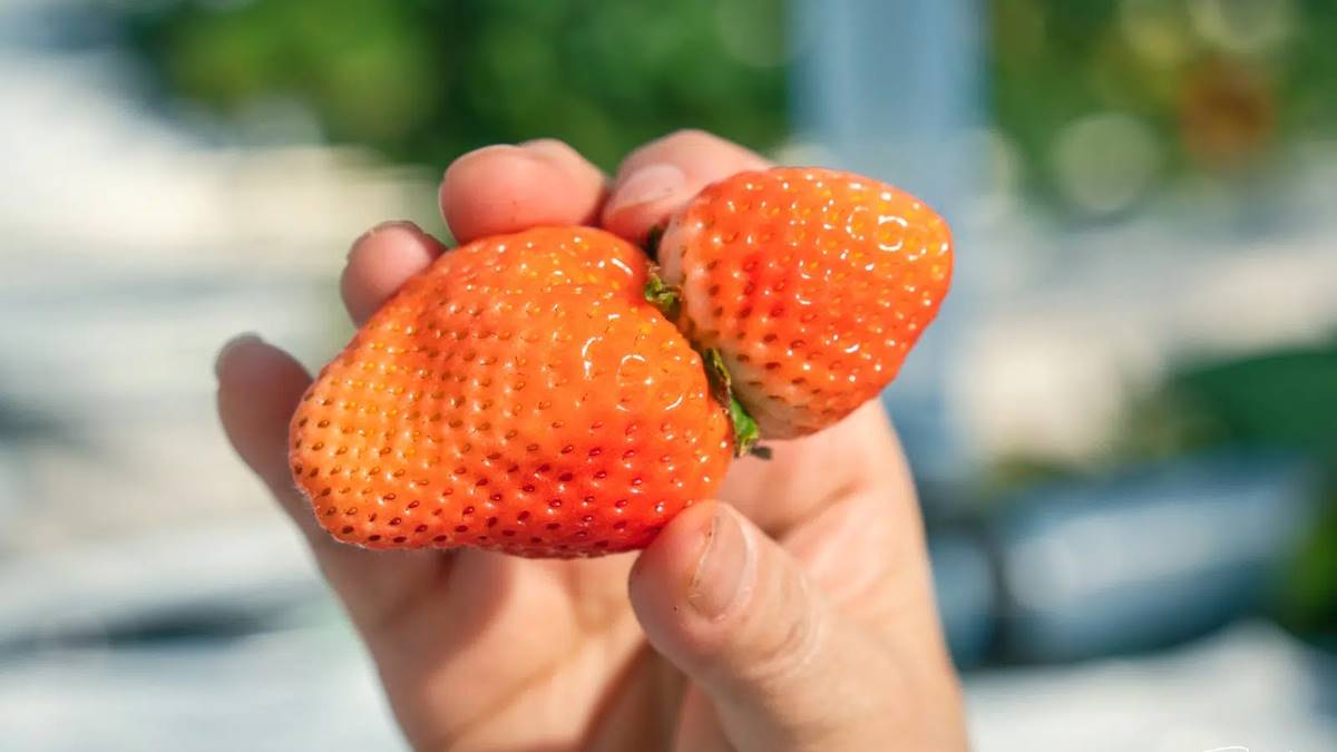 ４品種草莓吃到飽！45分鐘「草莓放題」還能免費加煉乳，一年四季都能採