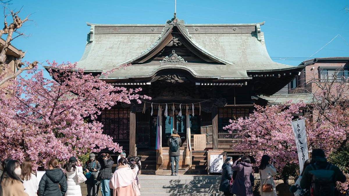 東京賞櫻祕境！「絕美神社」粉色緞帶與櫻花齊飛，蕾絲御守、櫻花朱印必收藏