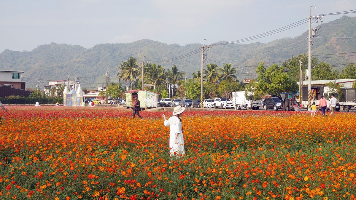 高雄走春賞花去！「2025美濃花海節」浪漫開跑，最佳賞花期、４大花海搶先看