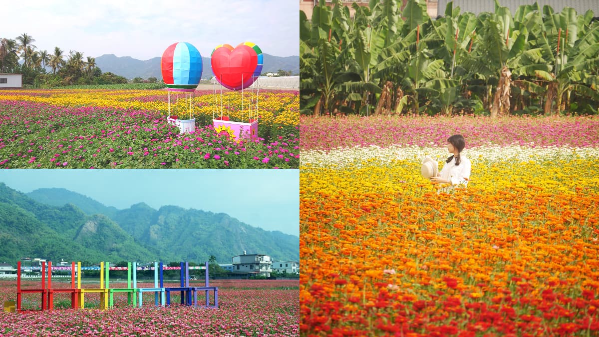 高雄走春賞花去！「2025美濃花海節」浪漫開跑，最佳賞花期、４大花海搶先看