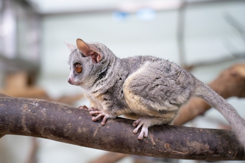 北市動物園迎新 5嬰猴今上工