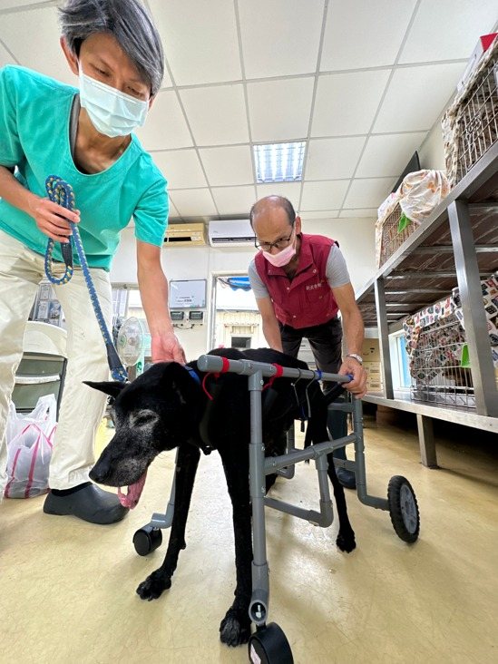 新北市動保處設有8處動物之家，照顧逾1300隻犬貓，中和收容所專攻長照，站長黃繼霆（左）曾在台大獸醫教學醫院服務3年多，擅長犬貓外科手術。本報資料照片