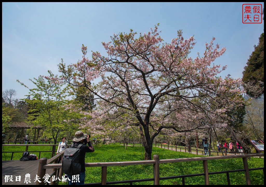 最新「阿里山櫻花花況」2025賞櫻景點攻略，阿里山賞櫻必看！