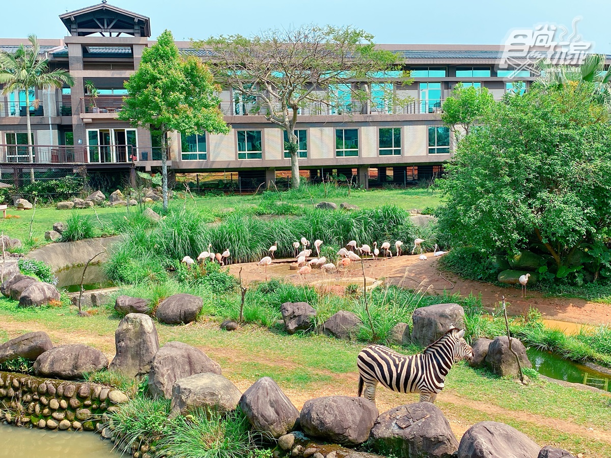 全台唯一「動物園飯店」！長頸鹿、羊駝來敲窗，還有「丁滿」陪吃飯