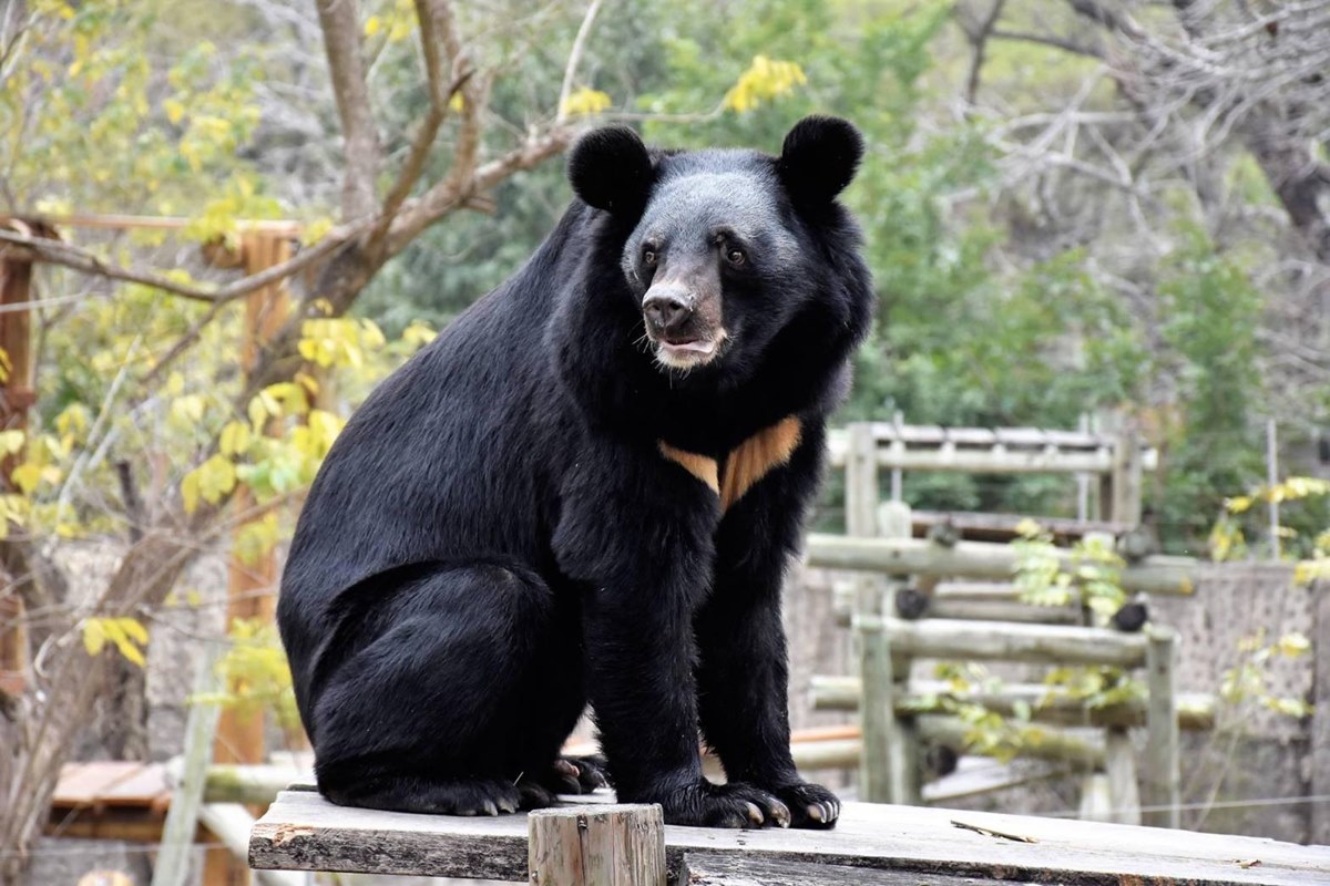 12歲以下免費入園！壽山動物園今起試營運，快衝全新空中廊道、鐵籠咖啡廳