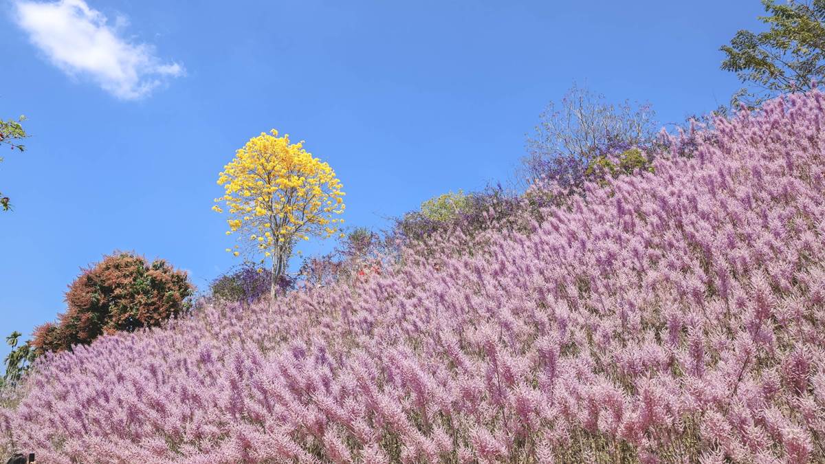 全台最美「粉紅麝香木」祕境開放了！拍爆6000坪夢幻花海，門票只要100元