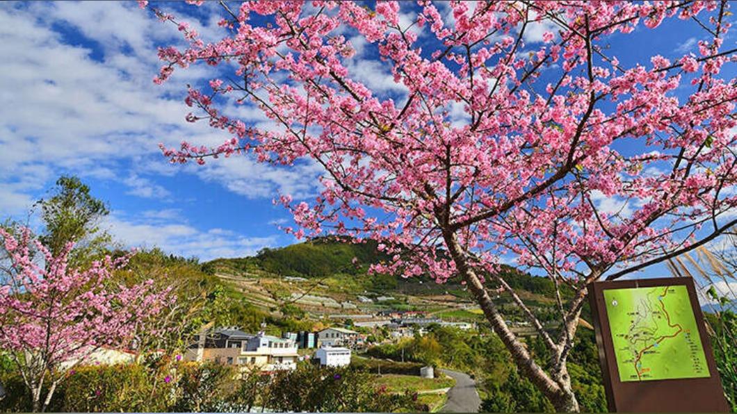 阿里山櫻花、雲海與日出等並稱5大奇景。（圖／翻攝自阿里山國家風景區 官網）