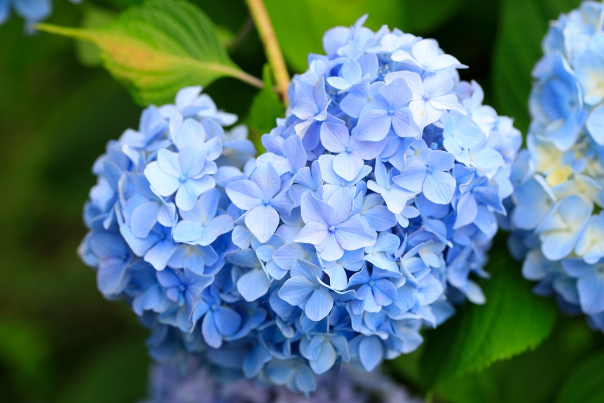 京都「繡球花寺」必朝聖！洗手池飄滿絢爛花球，還有５千株繡球讓你拍到飽