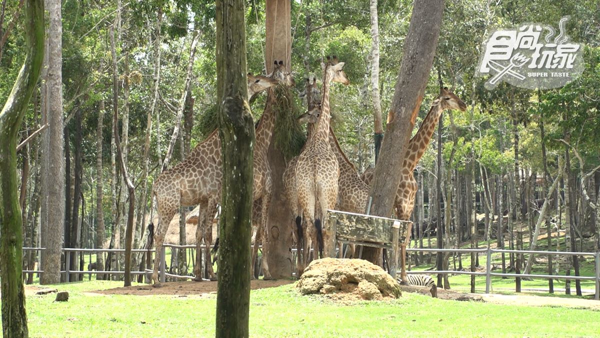 近距離餵長頸鹿、狐猴！親子必逛最強「開放式野生動物園」，還有動物表演秀