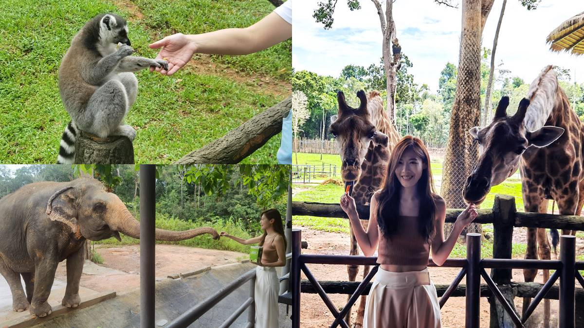 近距離餵長頸鹿、狐猴！親子必逛最強「開放式野生動物園」，還有動物表演秀