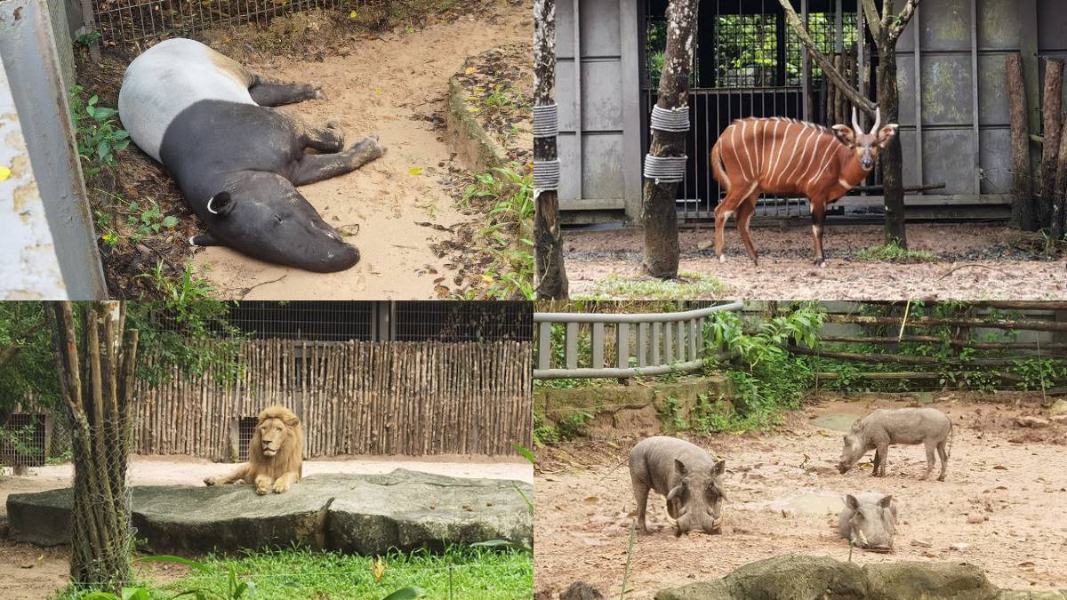 近距離餵長頸鹿、狐猴！親子必逛最強「開放式野生動物園」，還有動物表演秀