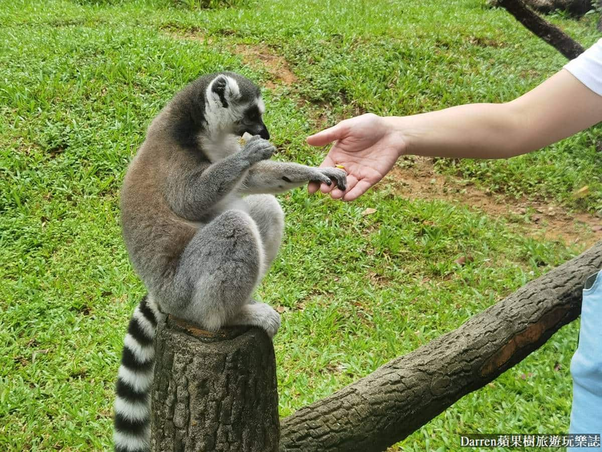 近距離餵長頸鹿、狐猴！親子必逛最強「開放式野生動物園」，還有動物表演秀