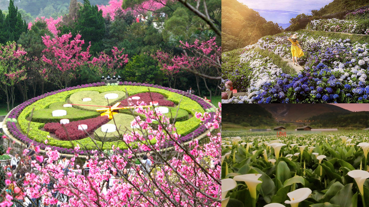 一年四季都有花！「2025陽明山花季」開花情報、賞花地圖，陽明山一日遊推薦