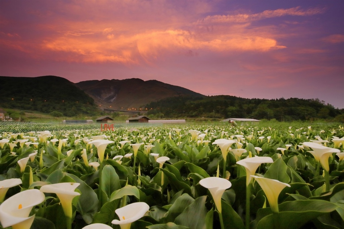 一年四季都有花！「2025陽明山花季」開花情報、賞花地圖，陽明山一日遊推薦