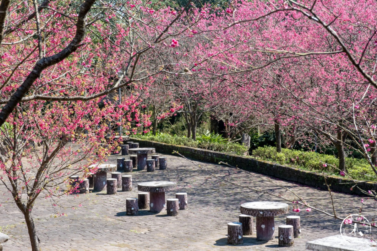 一年四季都有花！「2025陽明山花季」開花情報、賞花地圖，陽明山一日遊推薦