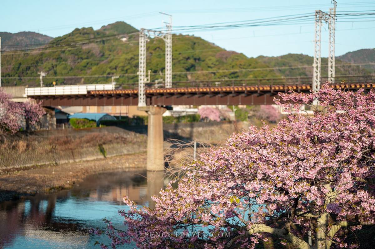 2025日本賞櫻攻略！最新櫻花時間預測，東京、京都、北海道12賞櫻景點推薦