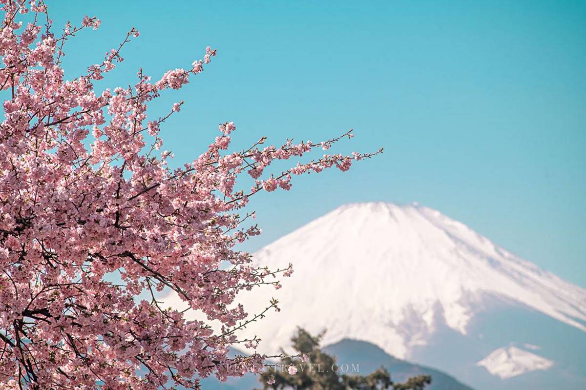 夢幻爆棚！東京近郊玩「櫻花溜滑梯」，再拍「春櫻同框富士山」明信片美景