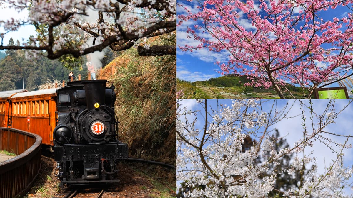 阿里山最夢幻賞櫻行程！花季限定「百年蒸氣列車」 搶票時間、遊程內容一次看