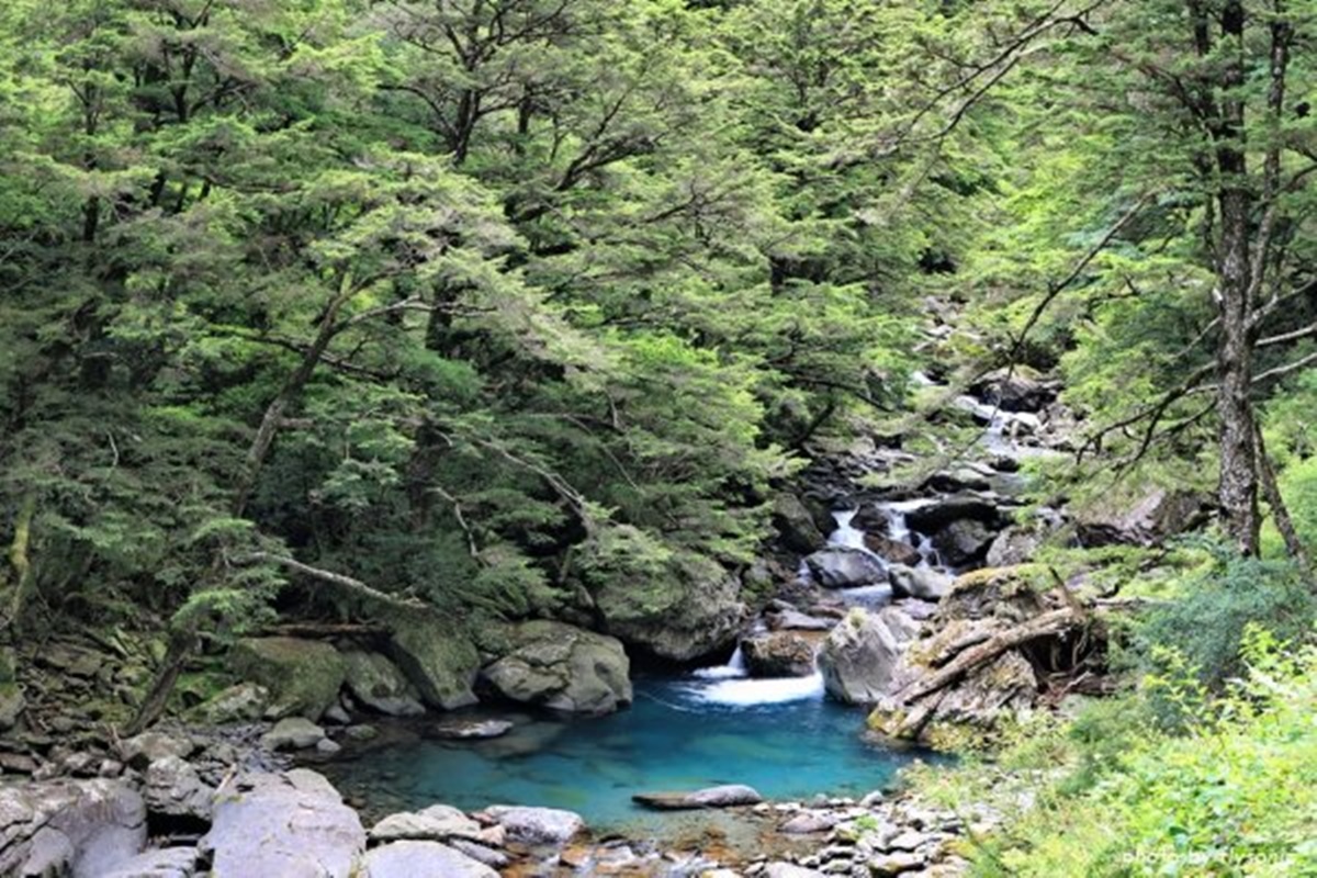 武陵農場櫻花季：2025開花時間、門票交通資訊｜武陵賞花攻略